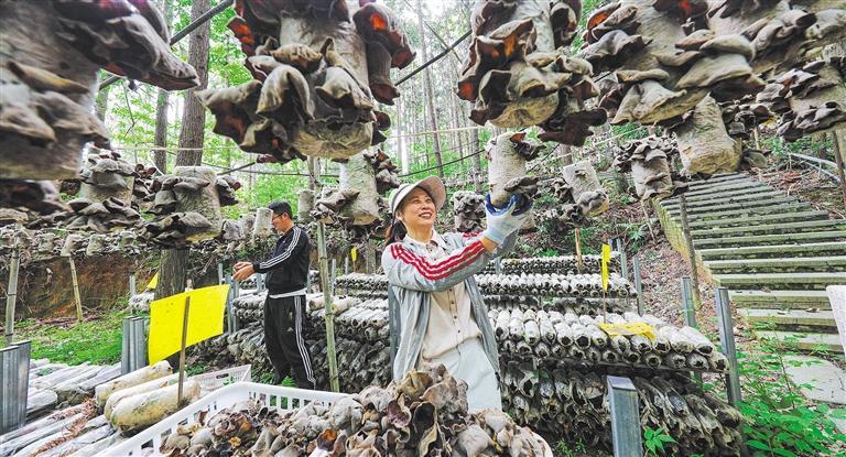 发展产业调研】林下生金不朽情缘游戏【高质量(图2) 发展产业调研】林下生金不朽情缘游戏【高质量(图2)